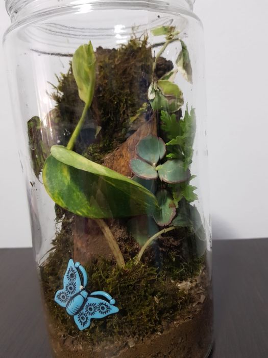 Terariu plante naturale