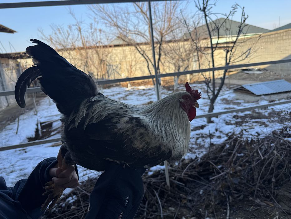 Прадаётся петухи!