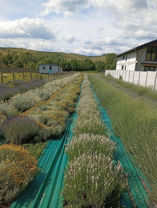 Vând floare de lavanda