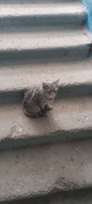 Кошечка- ищем передержку или хозяина