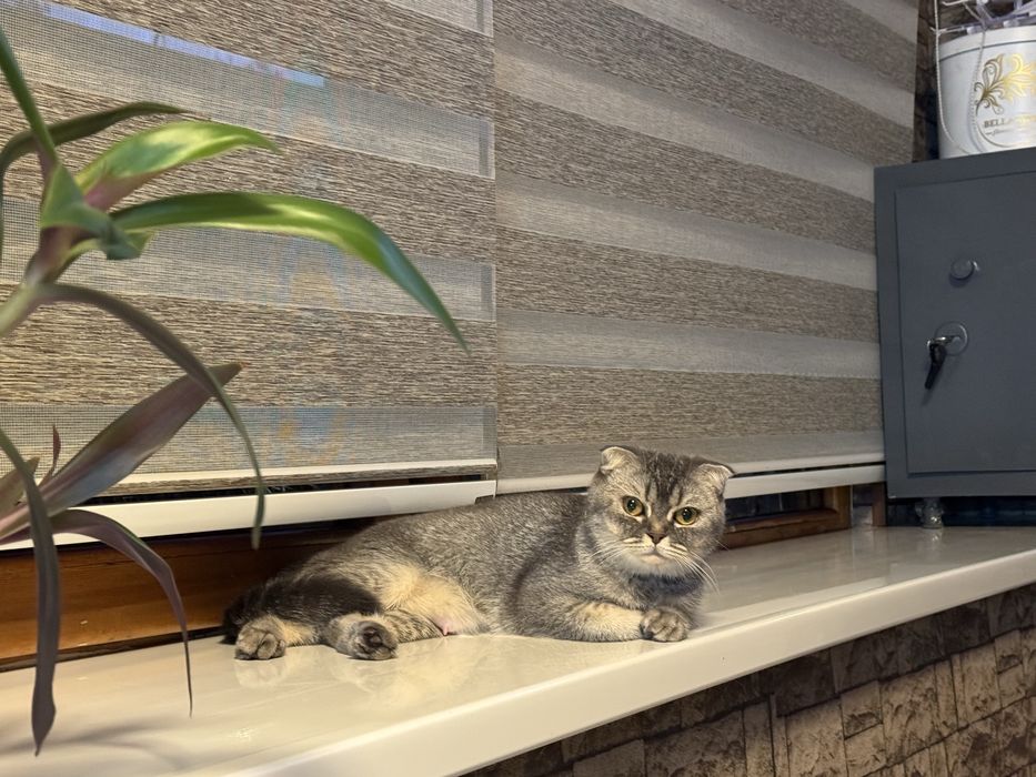 Продается Кошка Скоттиш фолд