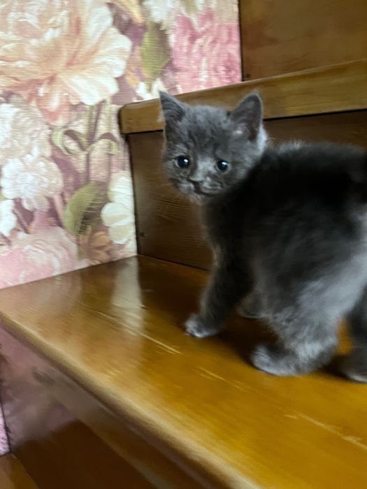 Отдадим кошечку в добрые руки