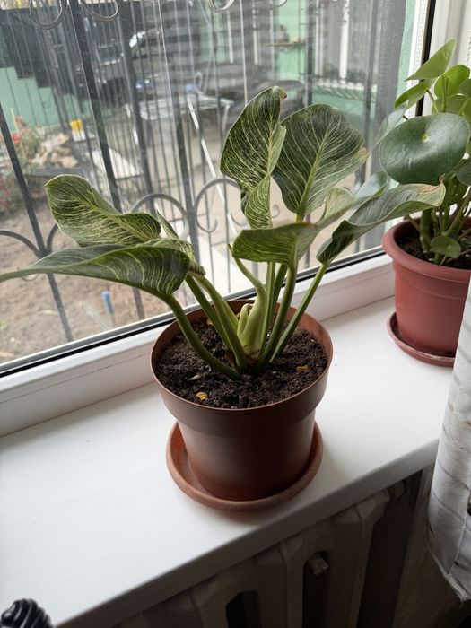 Аглонема Биркин