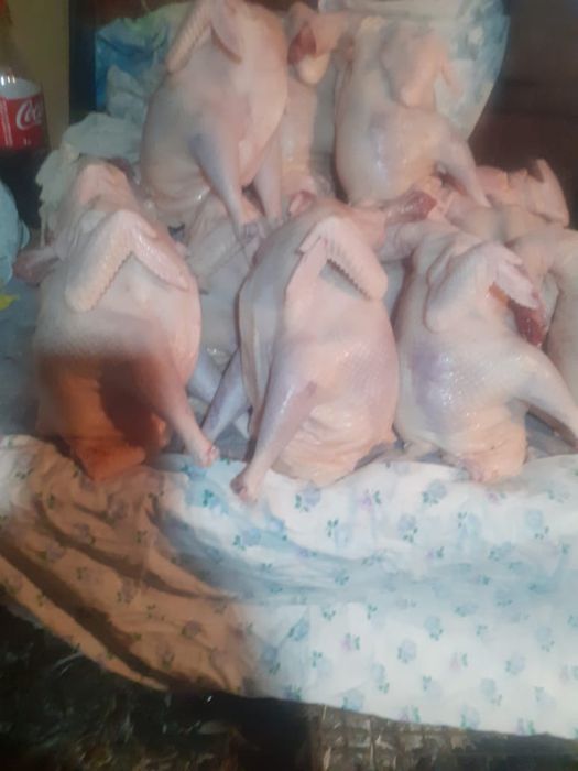 Мясо домашних кур