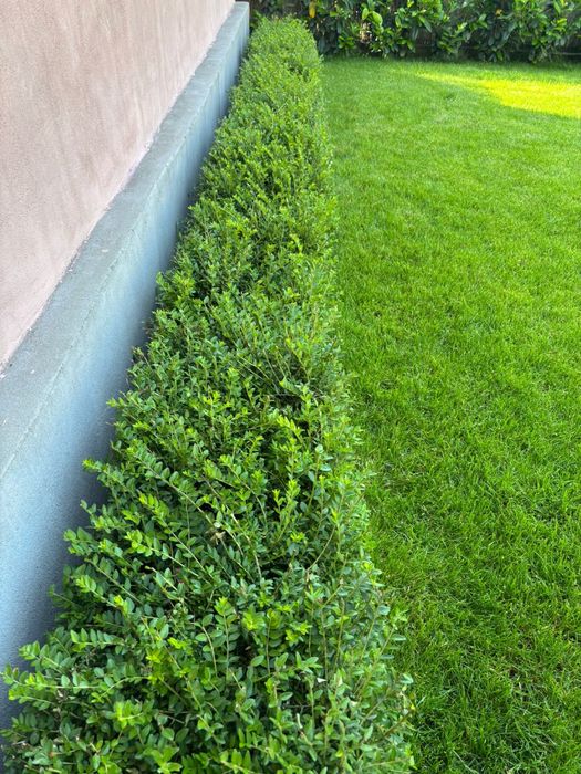 Lonicera Nitida gard viu