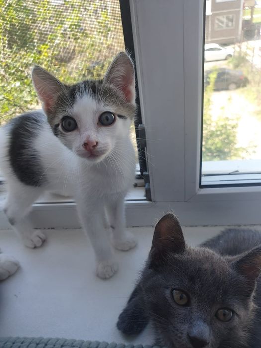 Отдам в добрые руки