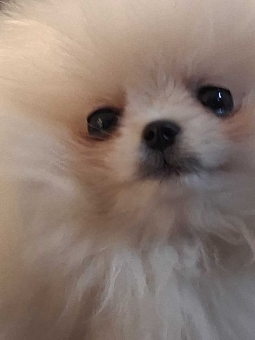 Куче померан момче