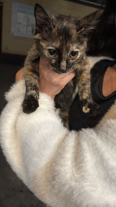 Кошечка ищет дом