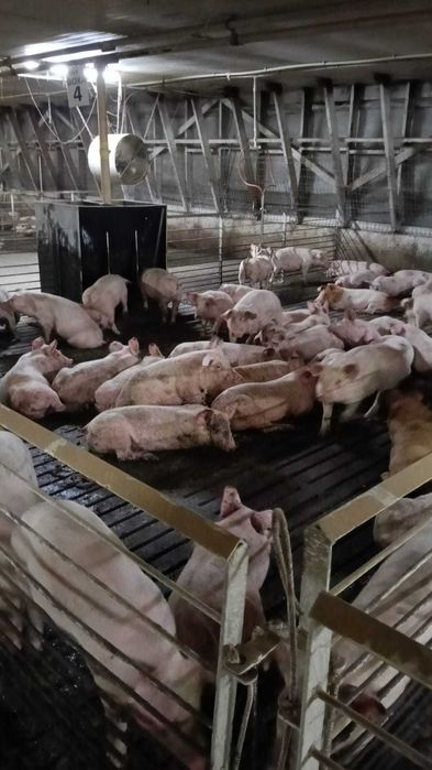 SE VINDE Ferma de ingrasare porci + actiuni cooperativa reproductie