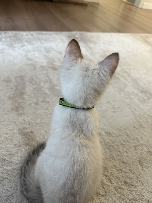 Отдам котенка в добрые руки