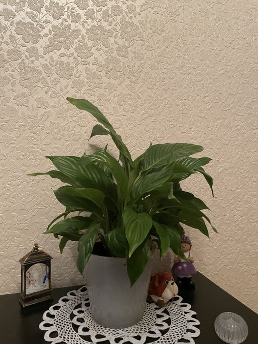 Женское счастье