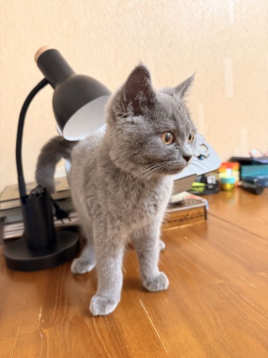 British Shorthair ( Britanskiy )