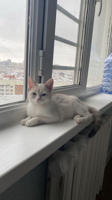 Отдам даром кошку