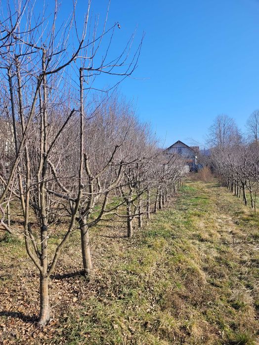 Casă la roșu + Teren generos + Spațiu comercial în stațiunea Pucioasa