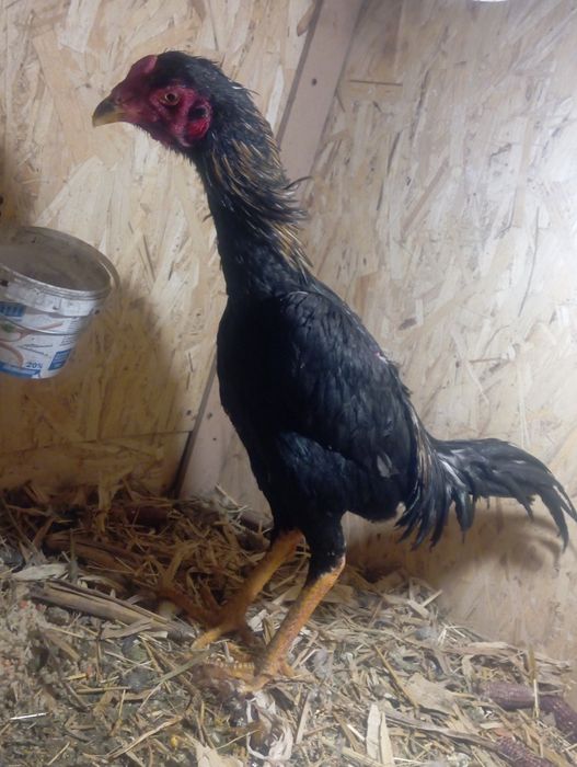 Дакан майский хороших кровей