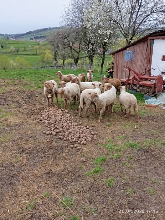 Oi roși tigăi tinere
