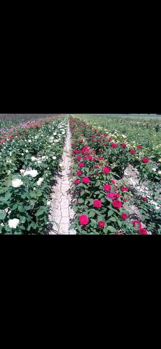 Istalgan turdagi gul ko'chatlari bor 300 xil