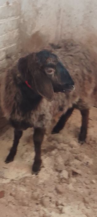 Кошкар гесарский