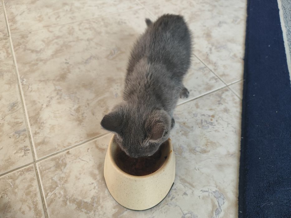 Котенок в хорошие руки
