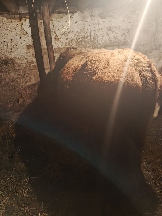 Продам  быка   производителя в актогайском районе