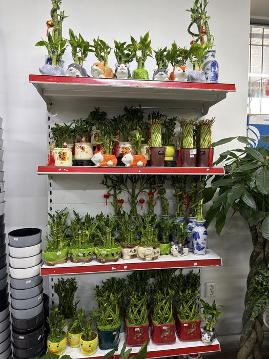 Бамбук в керамике