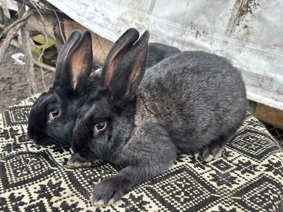 Tineret iepuri hycole francez!