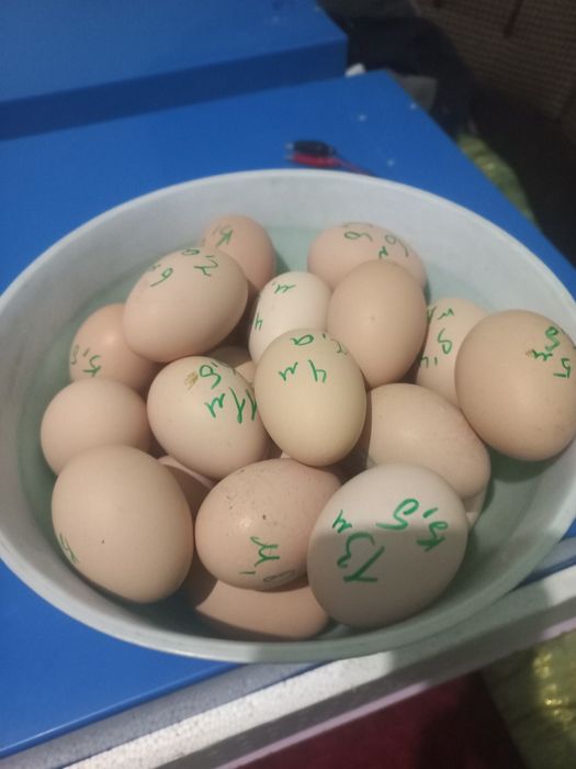 Жужа очириш учун тухумлар сотилади