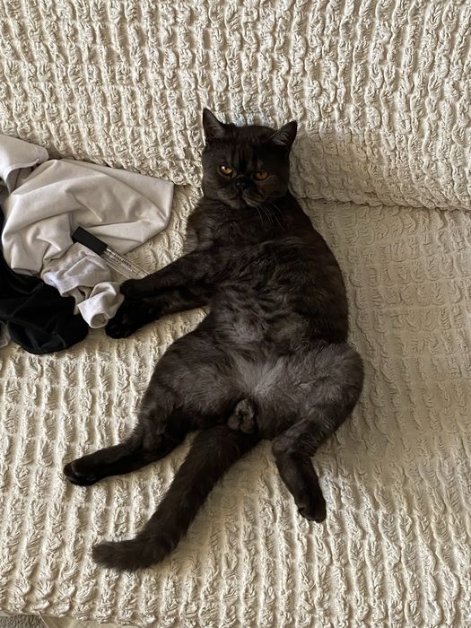 Британский кот, кто хочет скрестить.