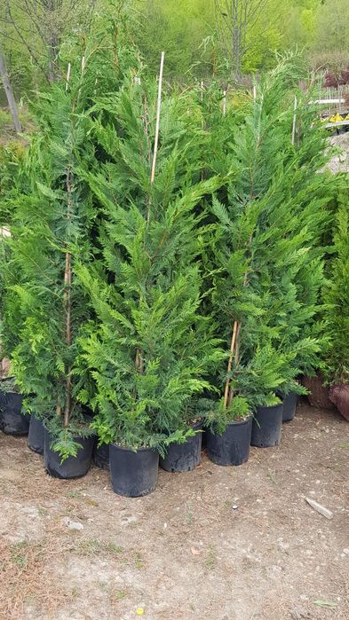 Pon pom, spirale magnolia grandiflora / soulangeana, măslin catalpa