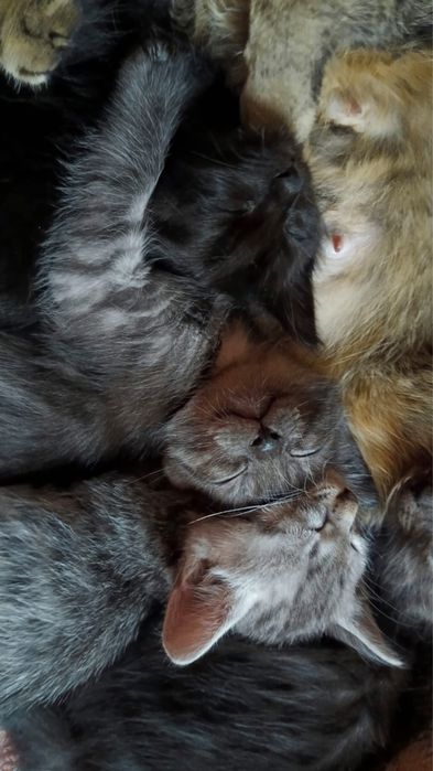 Отдам котят бесплатно