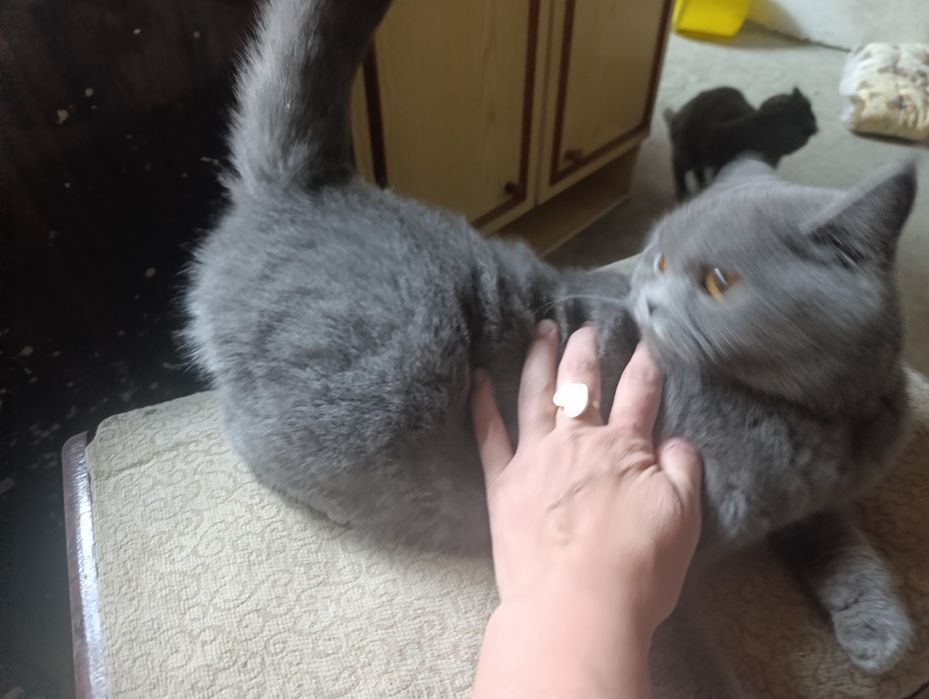 Кошка скотиш страйт от правильной вязки девочка