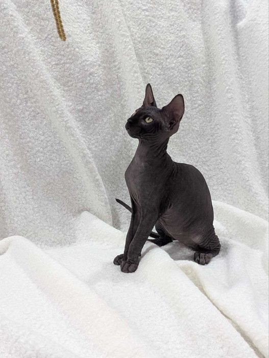 Котята Сфинксы и Бамбино