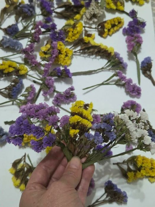 Сухоцветы для творчества