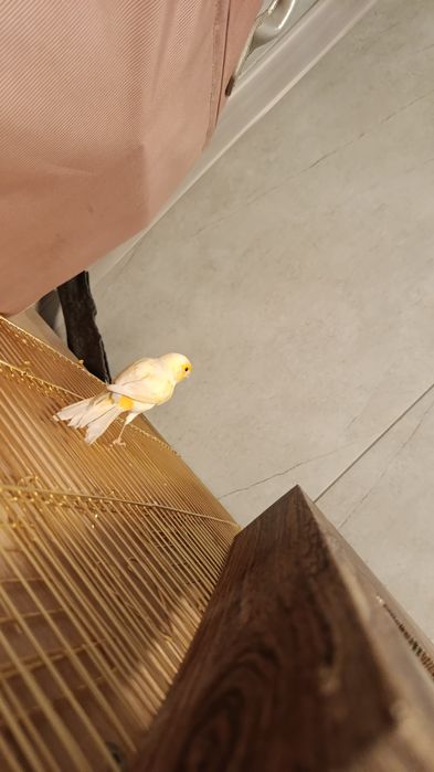 Продам канарейку (девочка)