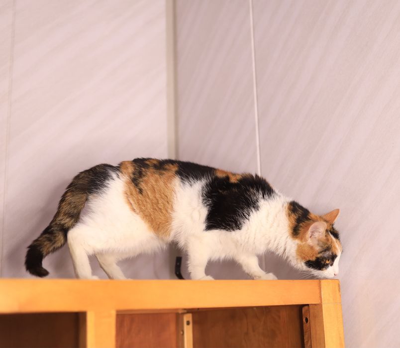 Кошечка ищет семью