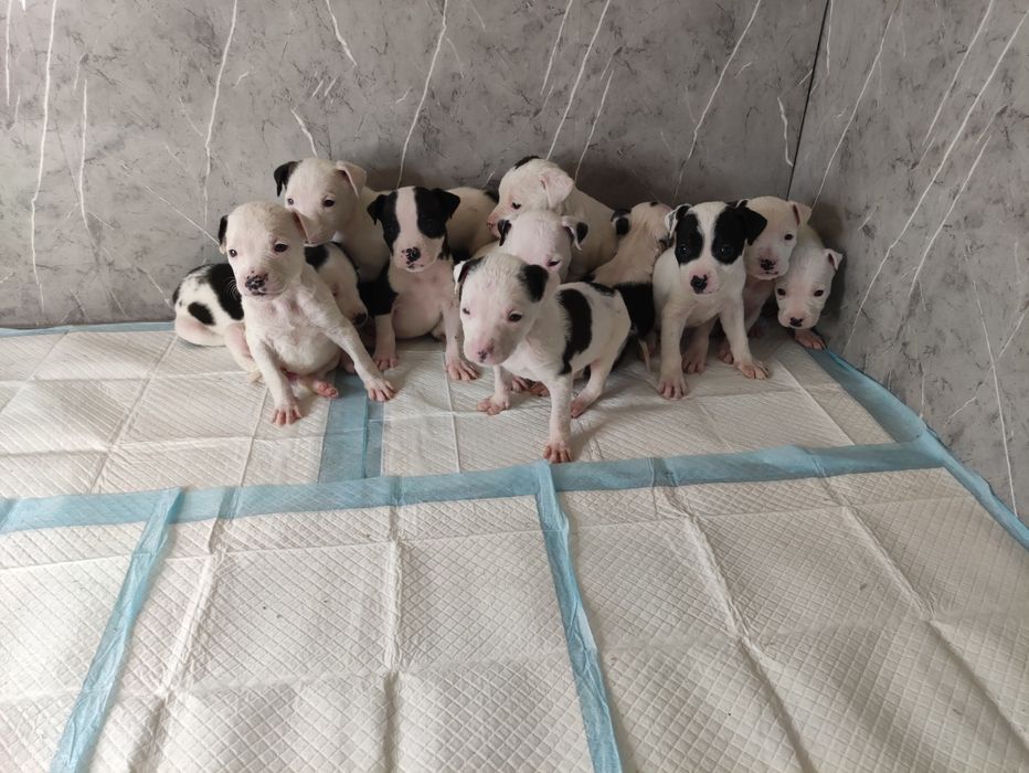 Очаровательные щенки