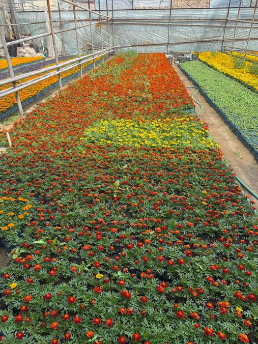 Bananza gul, Gul ko’chatlari, Gul ko’chatlar. Гул кучат, Цветы. Гуллар