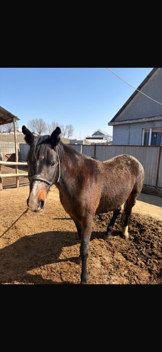 5 жасар Бие сатылады дені басы сау
