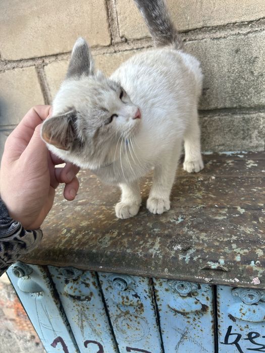 Возьмите кошечку, возможно потеряшка