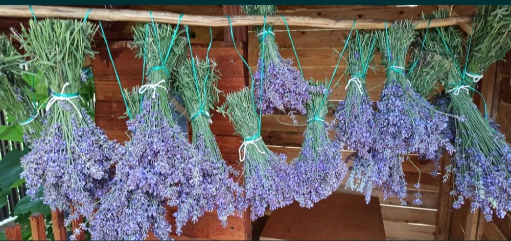 Buchete lavanda 2025