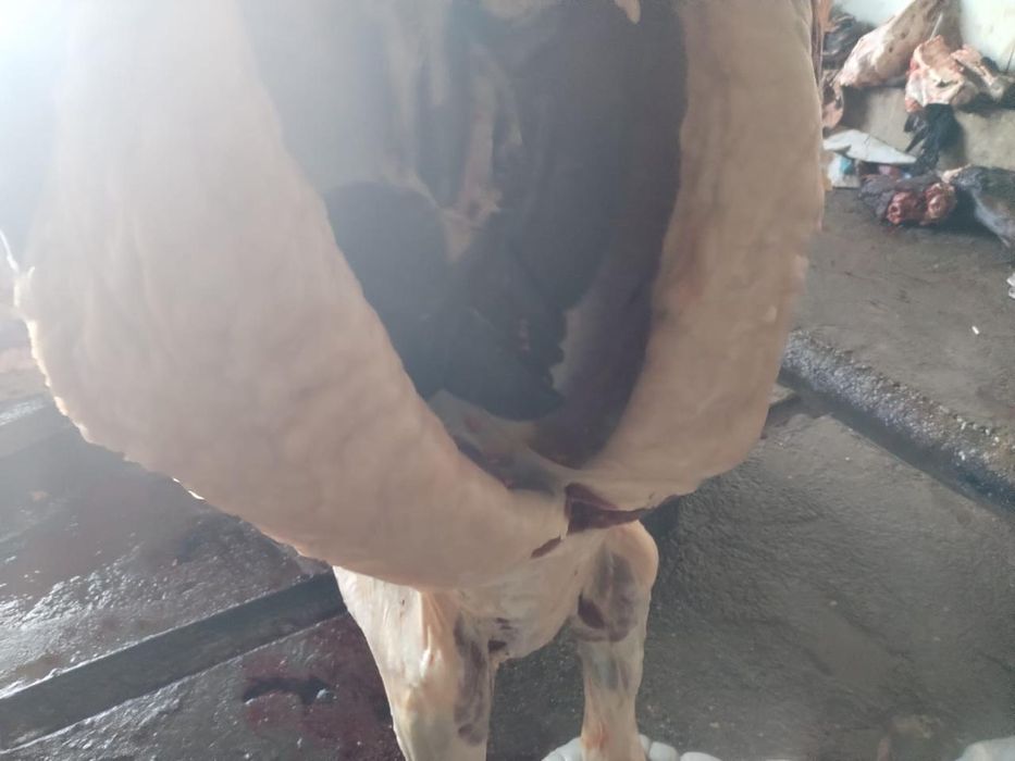 Продам мясо конина