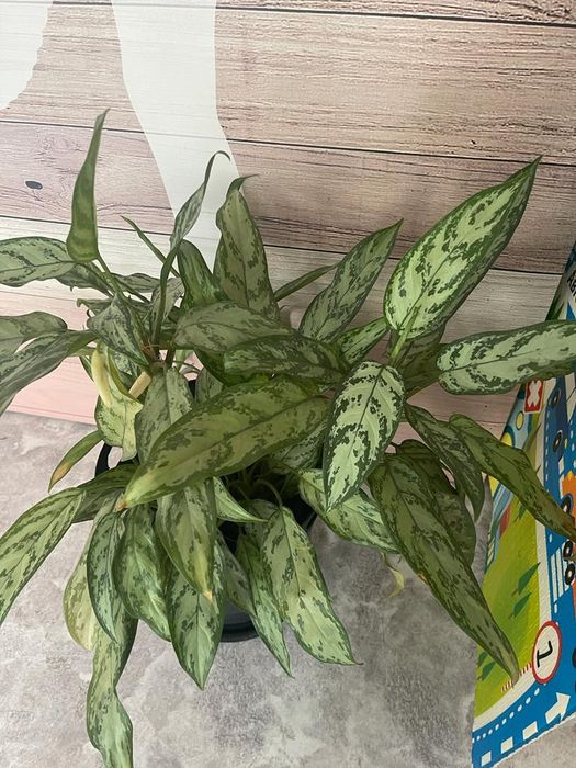 Продам холодильник ветриный