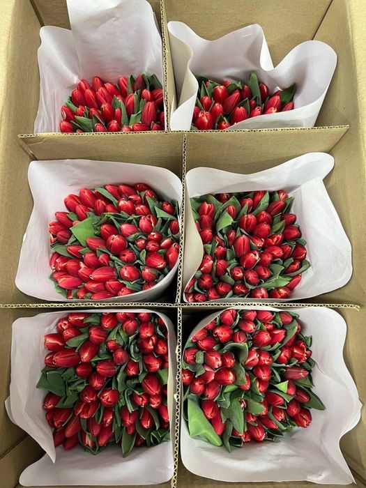 Тюльпаны ОПТОМ ПРЕМИУМ качество