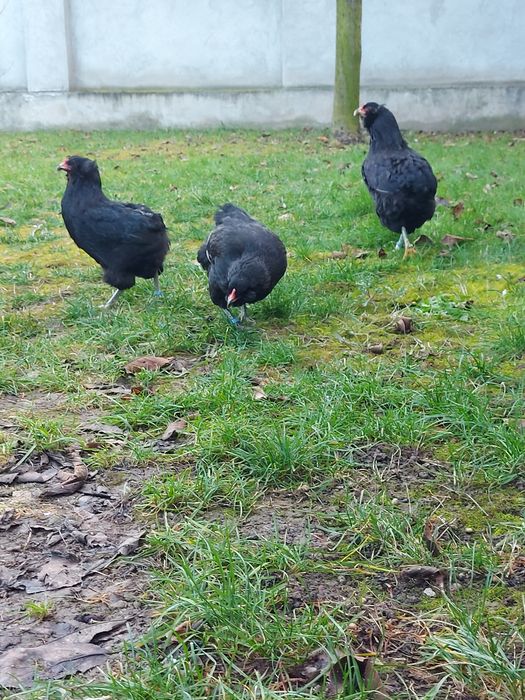 Ouă araucana pt. incubat