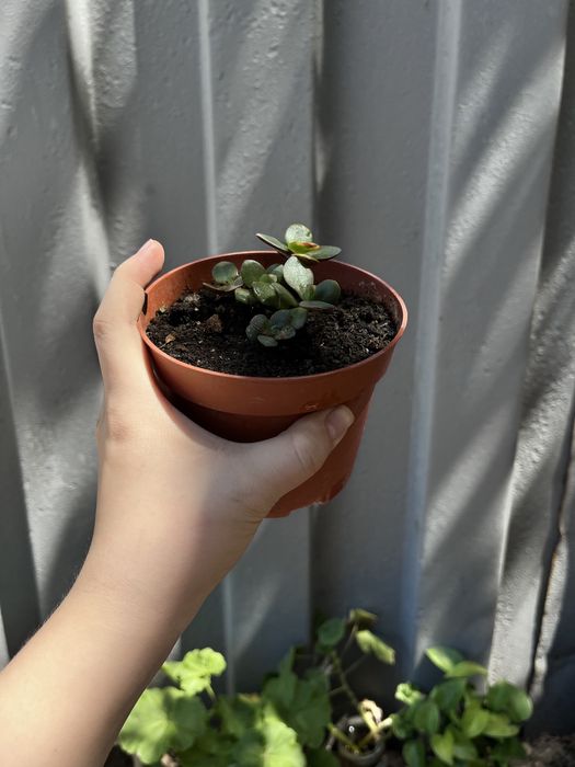 Продается Крассула овата или толстянка