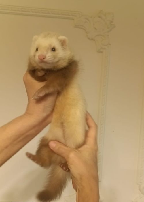 Хорьки.  Продажа