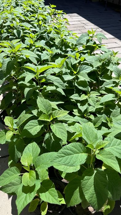 Цветы гортензия саженцы