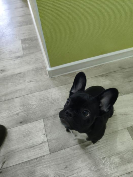 Продам французского бульдога