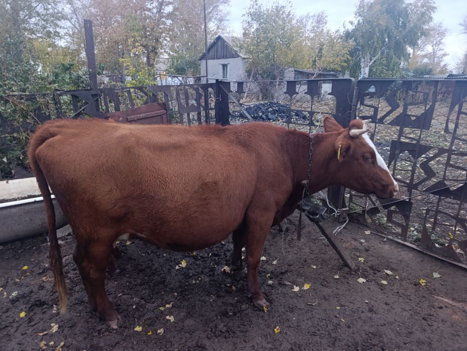 Продам корову с теленком