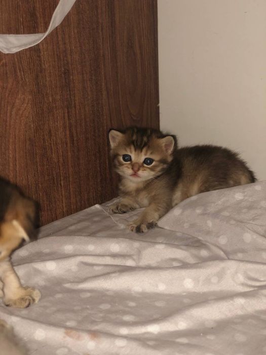 120$ Шотландская шиншилла